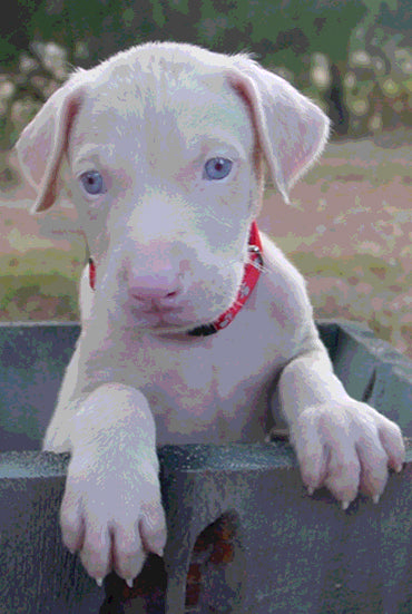 FASHION PET BOWL ICON